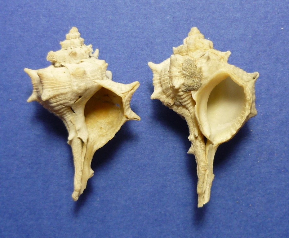 Bolinus brandaris